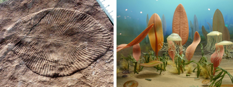 Dickinsonia fossil discovered at Bhimbetka (left) | An image of Dickinsonia (right)