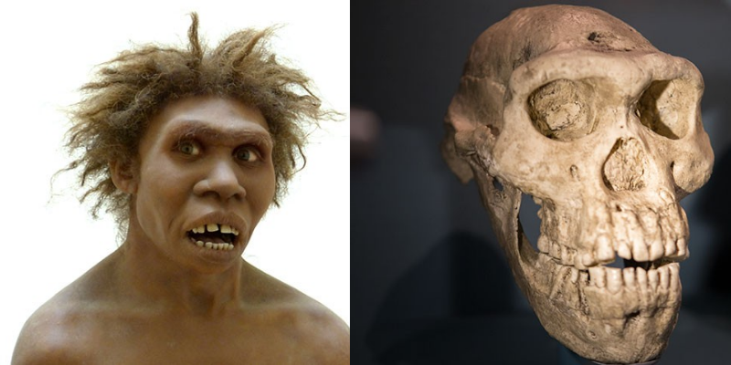 The pre-humans - Homo Erectus of Africa